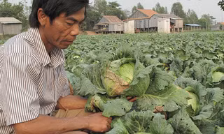Ông Tâm giữa ruộng bắp cải không bán được. Ảnh: Thanh Hải
