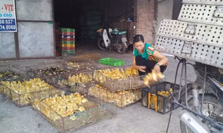 Nỗi lo gia cầm gốc Trung Quốc mang theo dịch cúm bán lẫn tại chợ con giống Đại Xuyên. Ảnh: Phạm Anh