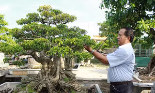 Vườn cây ‘để đời’ của trung tướng về hưu xứ Nghệ