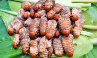 Những con cơ đang được rửa sạch đang chờ chế biến. 