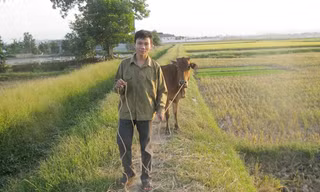 Thủ khoa Trần Văn Cường vẫn hằng ngày chăn trâu giúp mẹ