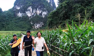 Trần thi sĩ đi làm tiến sĩ