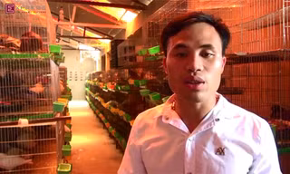 Kiếm bạc tỷ từ sở thích dạy chim hót