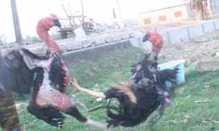 Gà Thổ Hà quyết chiến