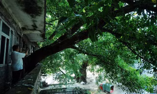 Cây cổ thụ trăm năm tuổi mọc xuyên qua ngôi nhà ba tầng