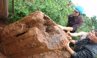 ‘Vương quốc’ cây vô sinh duy nhất thế giới ở Tây Nguyên
