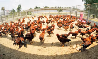 Đàn gà 9 cựa của Dabaco. Ảnh: N.Trường