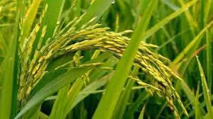 Cây trồng biến đổi gen giúp giảm khí thải 