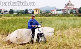 “Săn”... châu chấu, kiếm bạc triệu mỗi đêm!