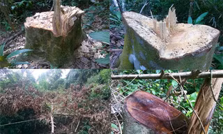 Rừng phòng hộ bị tàn phá tan hoang.