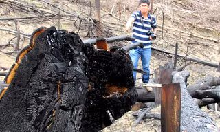 Rừng bị phá trắng, cây rừng bị chặt, đốt cháy đen. ảnh chụp ngày 18/7/2013