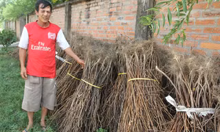 Nông dân hai xã Khánh Sơn và Nghi Kiều điêu đứng vì ớt Trung Quốc. Ảnh: P.S