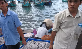 Mực về cảng ở Kiên Giang không đưa về niềm vui. Ảnh: Sáu Nghệ