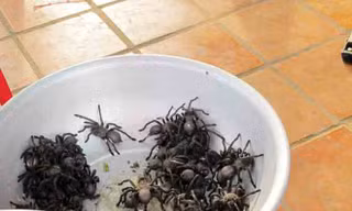 Đi chợ côn trùng, ăn thịt nhện ở xứ chùa Tháp 