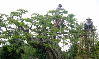 Thợ bạc miền Tây chơi kiểng ‘độc’ hái tiền tỷ