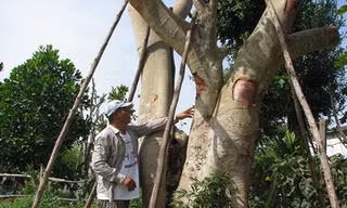 Bỏ nghề lái xe, kinh doanh cây cảnh kiếm bạc tỷ