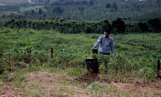 Đất rừng Cty Trường Xuân quản lý đã biến thành rẫy 