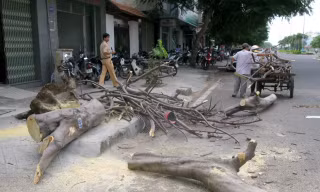 Cây chết khô bật gốc đè 3 người đi đường