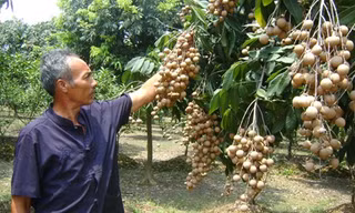 Người dân Hà Nội kiếm tiền tỷ nhờ nhãn chín muộn