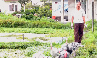 Nuôi gà tây, Hải xe ôm thành tỷ phú