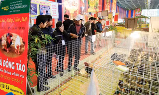 Gà Đông Tảo được bày bán tại Hội Chợ Xuân 2014, Trung tâm Triển lãm Giảng Võ - Hà Nội. Ảnh: Như Ý
