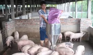 Anh Trần Bá Tuấn đang chăm sóc đàn lợn trong trang trại của mình.