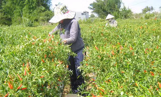 Tiếc của, dân hái ớt về phơi khô