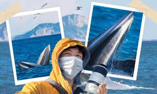 May mắn hơn nữ luật sư Woo Young Woo, travel blogger Hải An thành công săn ảnh cá voi ở biển Đề Gi
