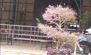 Nghi vấn Ninh Dương Lan Ngọc và Chi Dân đi chơi cùng nhau ở Đà Lạt