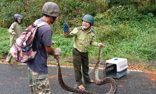 Trăn 'khủng' quấn chết khỉ trên núi Sơn Trà