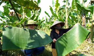 Trồng chuối đuổi rác