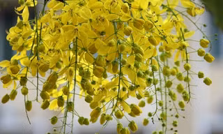 Xao xuyến sắc hoa muồng hoàng yến ở Hà Nội