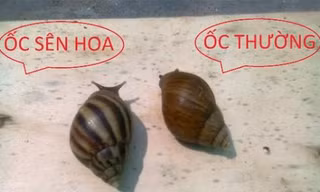 Ảnh minh họa: Internet