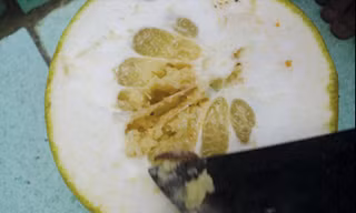 Sâu lạ tấn công bưởi năm roi
