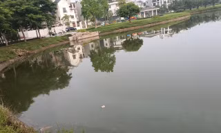 Hồ trong khu đô thị 'đẳng cấp nhất Bắc Giang' bốc mùi xú uế