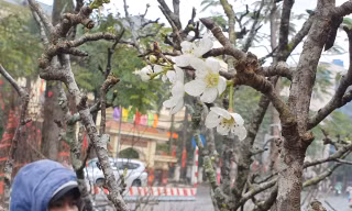 Ngắm hoa lê tiền triệu xuống Thủ đô sau Tết