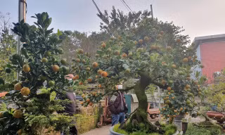 Ngắm quất cảnh độc lạ, thân bằng bắp đùi, giá hơn trăm triệu mỗi cây