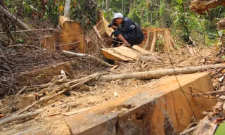 'Xẻ thịt' rừng phòng hộ Quảng Nam