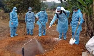Tiêu hủy hàng trăm con vịt bị nhiễm cúm H5N6 tại Hà Tĩnh