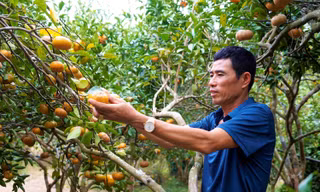 Mô hình hái cam, nướng gà, câu cá giúp nông dân Vân Đồn đổi đời