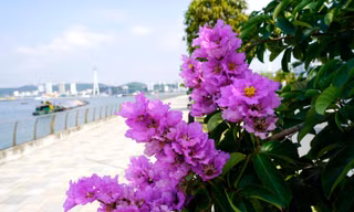 Hoa bằng lăng ‘nhuộm tím’ phố phường Hạ Long