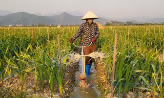 Về vựa hoa, cây cảnh lớn nhất Quảng Ninh mùa Tết 