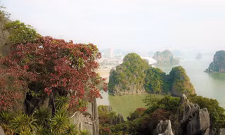 Ngỡ ngàng loài cây 'nhuộm' đỏ núi đá vịnh Hạ Long