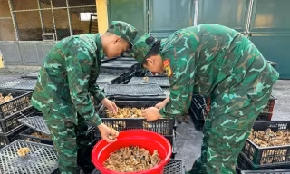 Dùng bè xốp đưa gần 18.000 con gà giống vượt biển về Việt Nam
