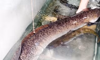 Con cá lệch “khủng” dài 1,6m, nặng 16kg.