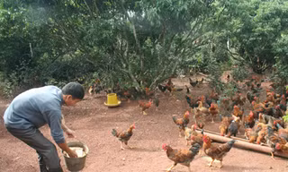 Hà Nội đẩy mạnh tiêu thụ gà đồi Yên Thế
