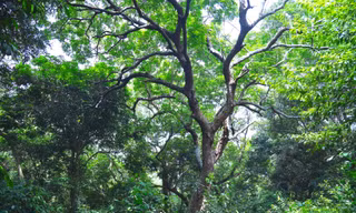 Giữ rừng thiêng cổ thụ giữa khu dân cư