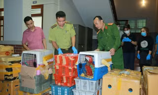 Bắt hai ô tô chở hàng nghìn cá thể trăn, rùa, rắn