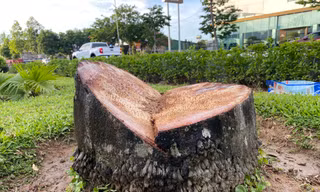 Chặt bỏ hàng trăm cây cau vua trên tuyến đường đẹp nhất TP. Vinh