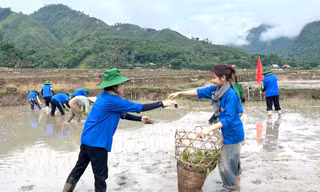 Sinh viên tình nguyện xuống đồng cấy lúa giúp nhiều hộ gia đình khó khăn
